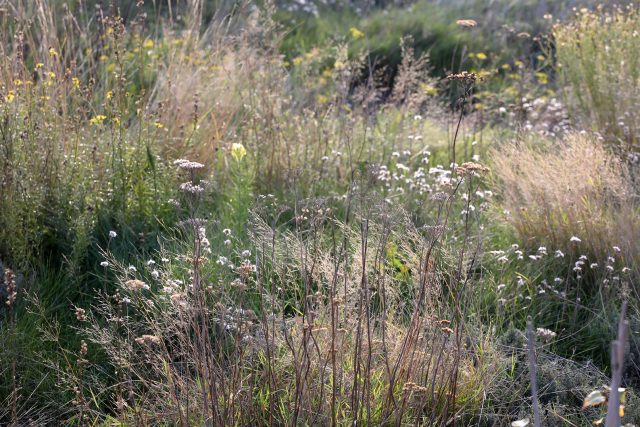 a field of tall grass and flowers