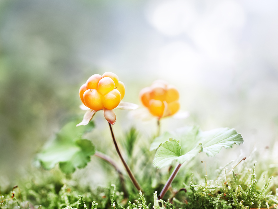 a close up of a plant