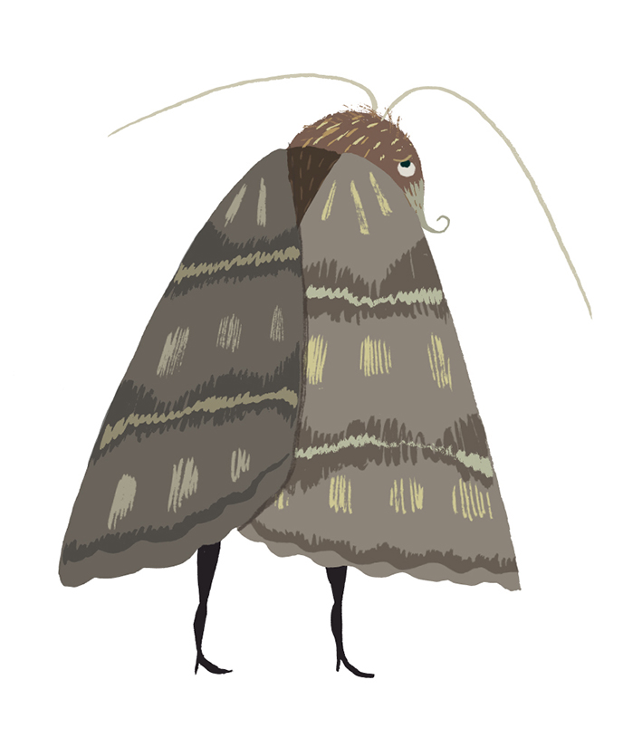 a drawing of a moth
