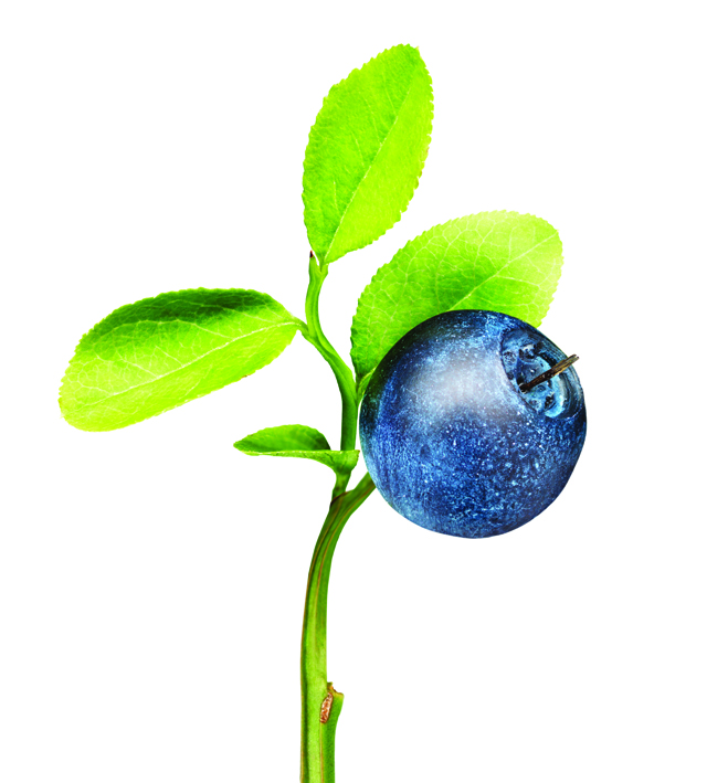 a blueberry on a plant