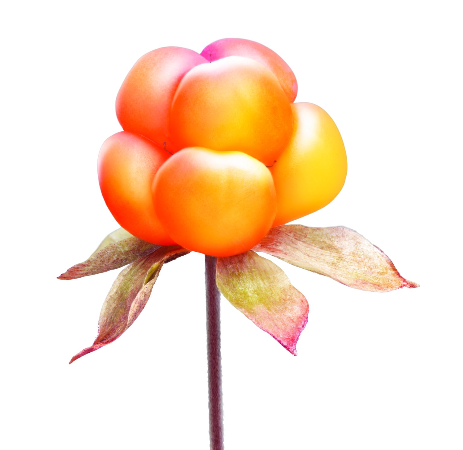 a close up of a flower
