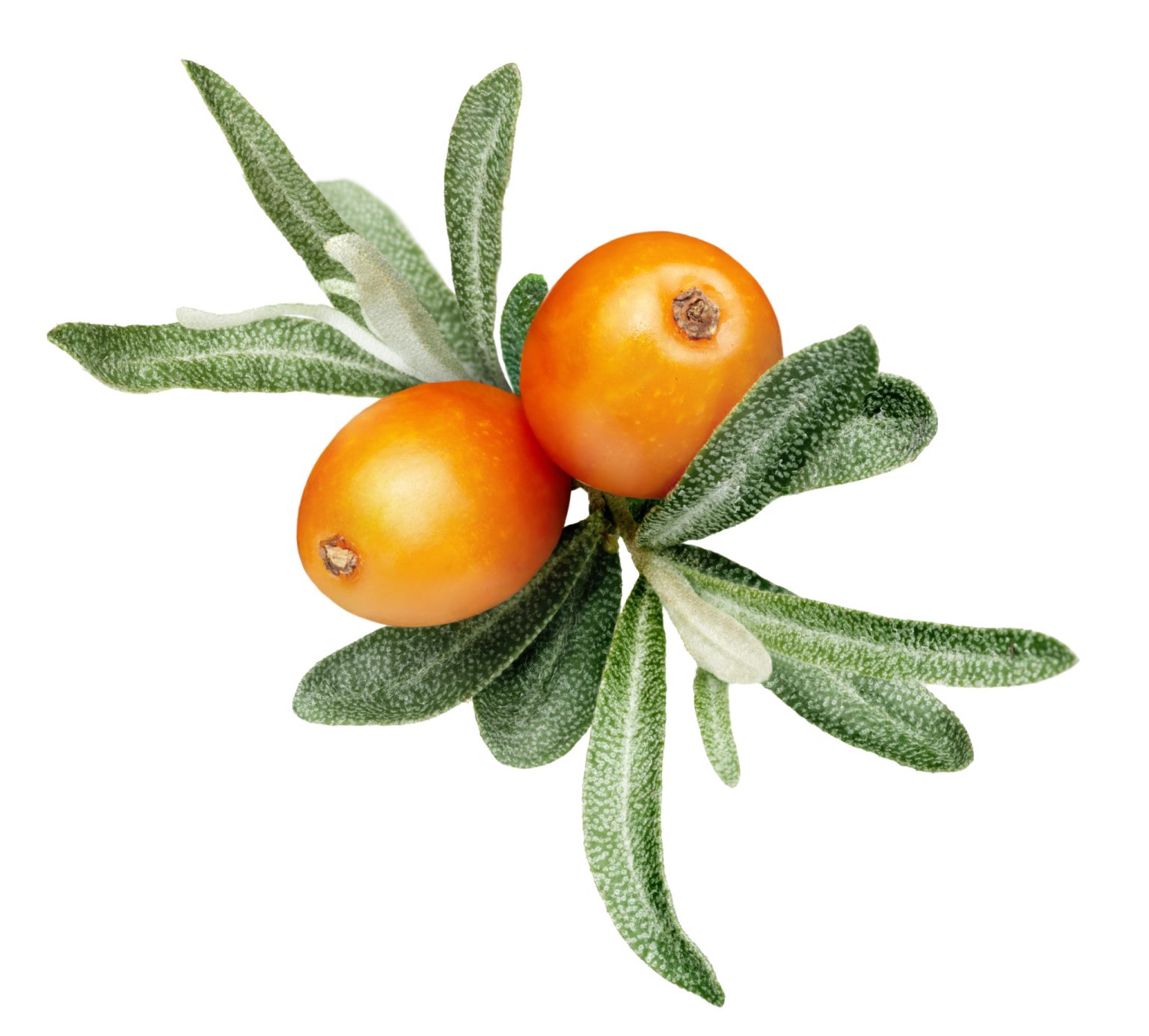 a close up of fruit