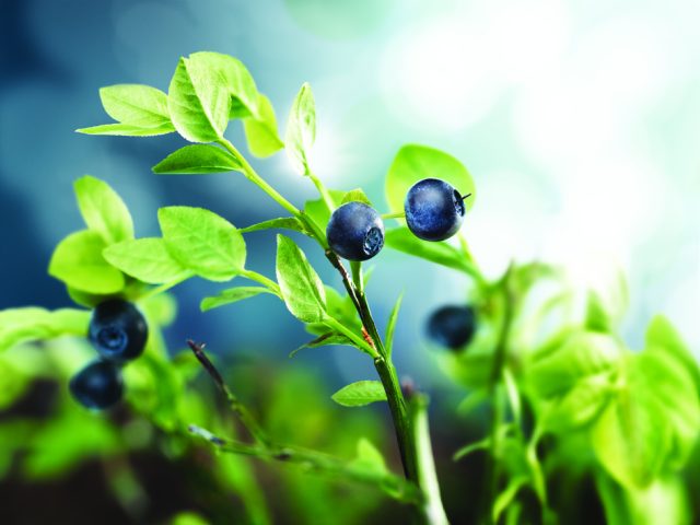 a close up of blueberries on a plant