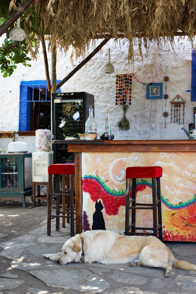 a dog lying on the ground under a bar