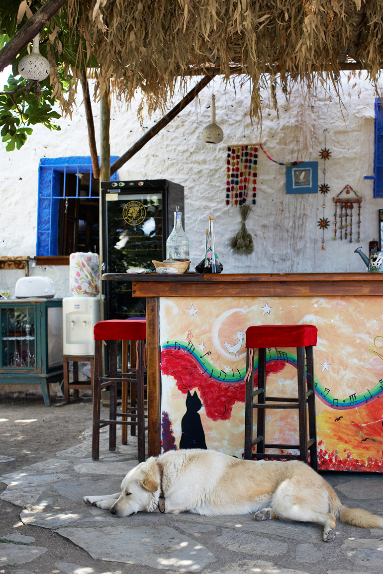 a dog lying on the ground under a bar