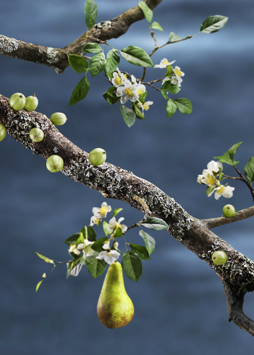 a tree branch with fruit and flowers