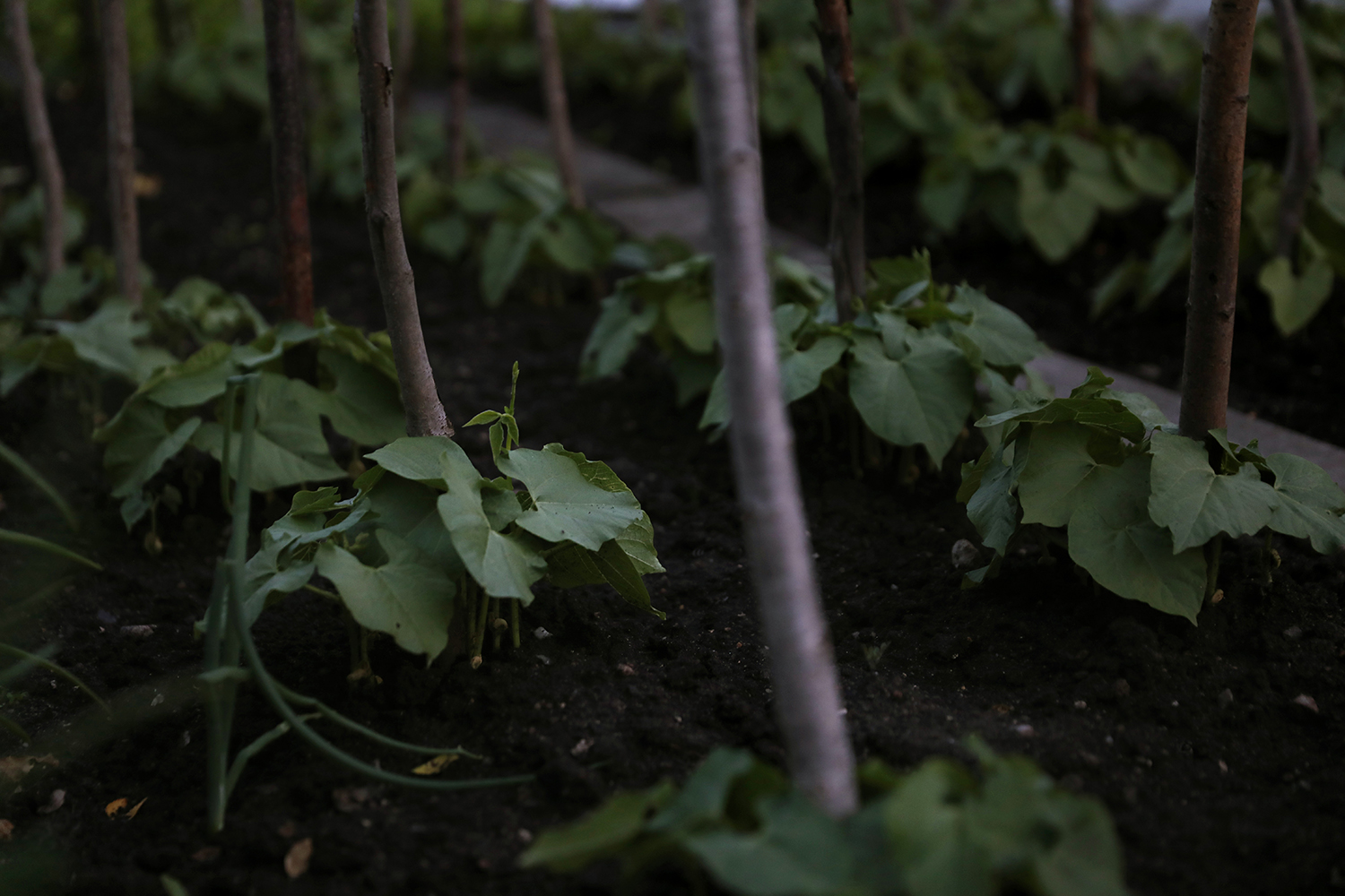 a close up of plants