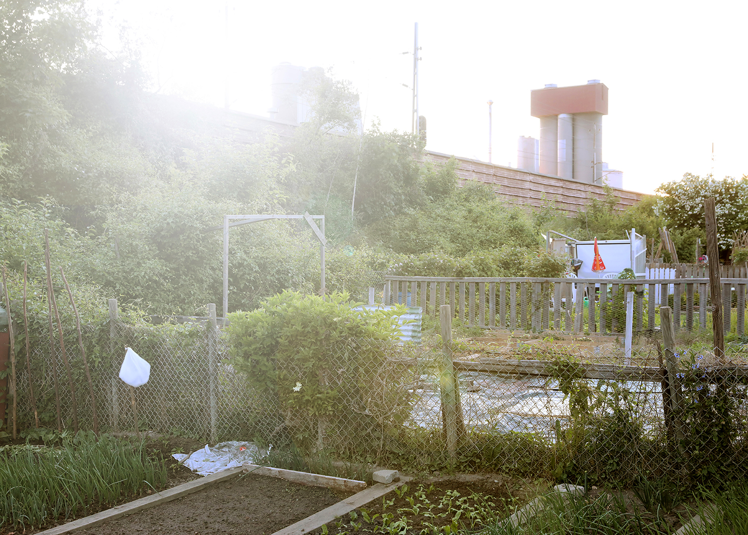 a garden with a fence and plants
