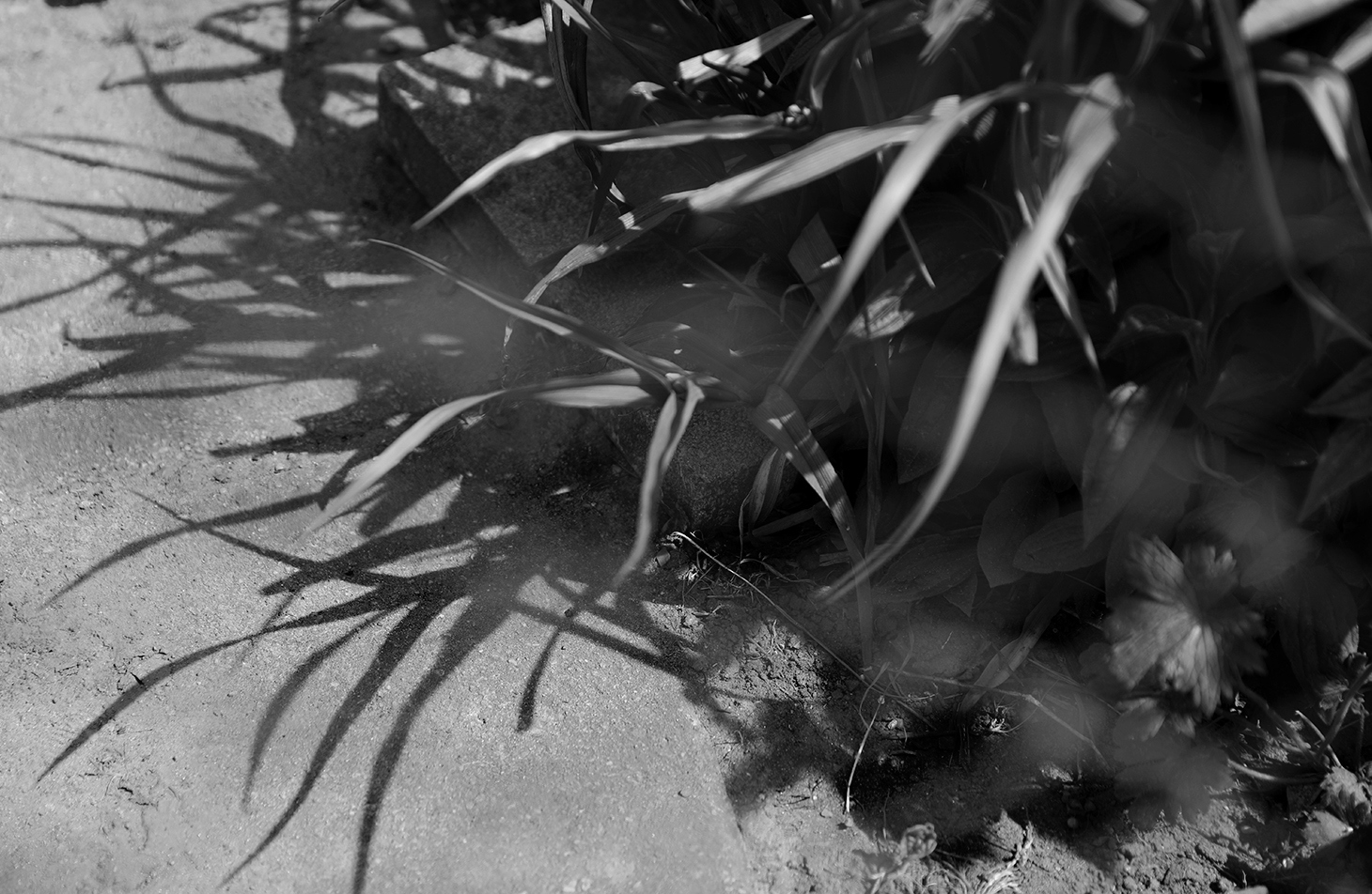 a close up of a plant