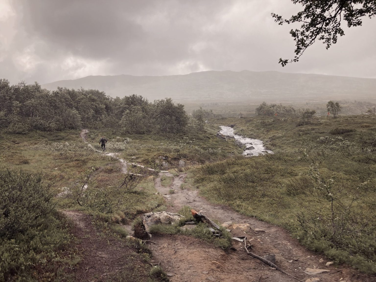a dirt path through a grassy area with trees and mountains in the background