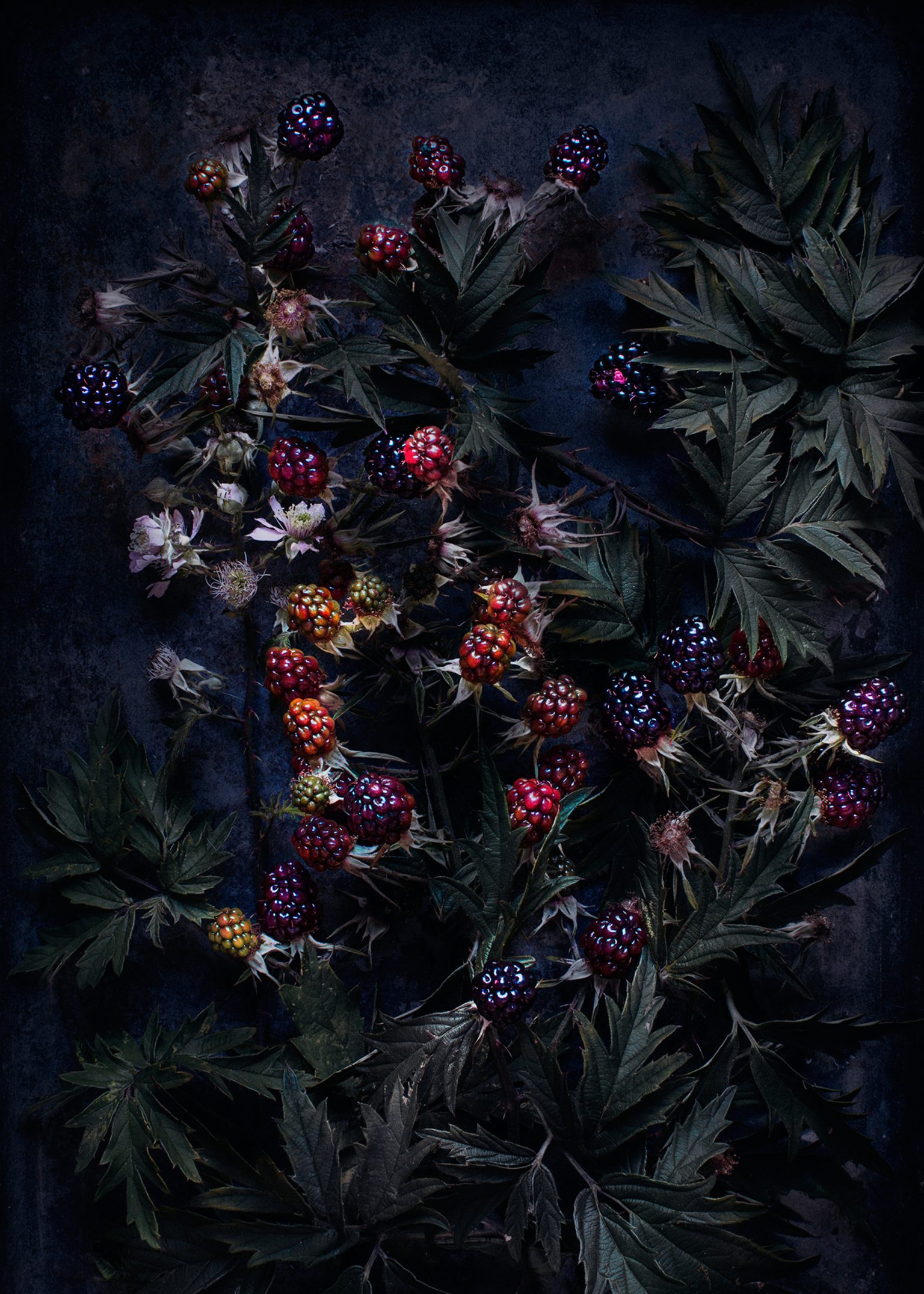 a group of berries on a plant