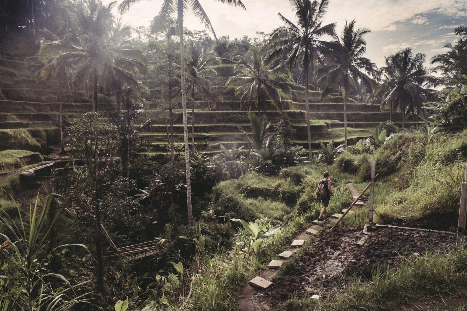 a person walking on a path in a jungle