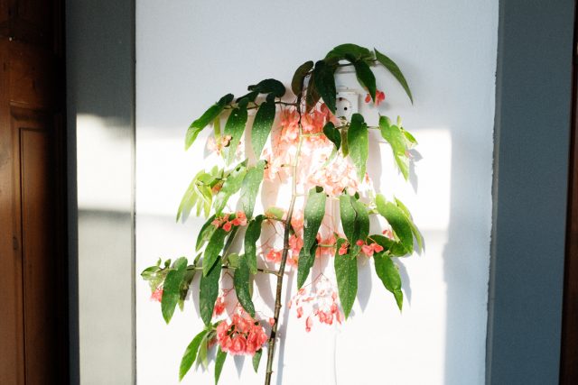 a plant with pink flowers on a white wall