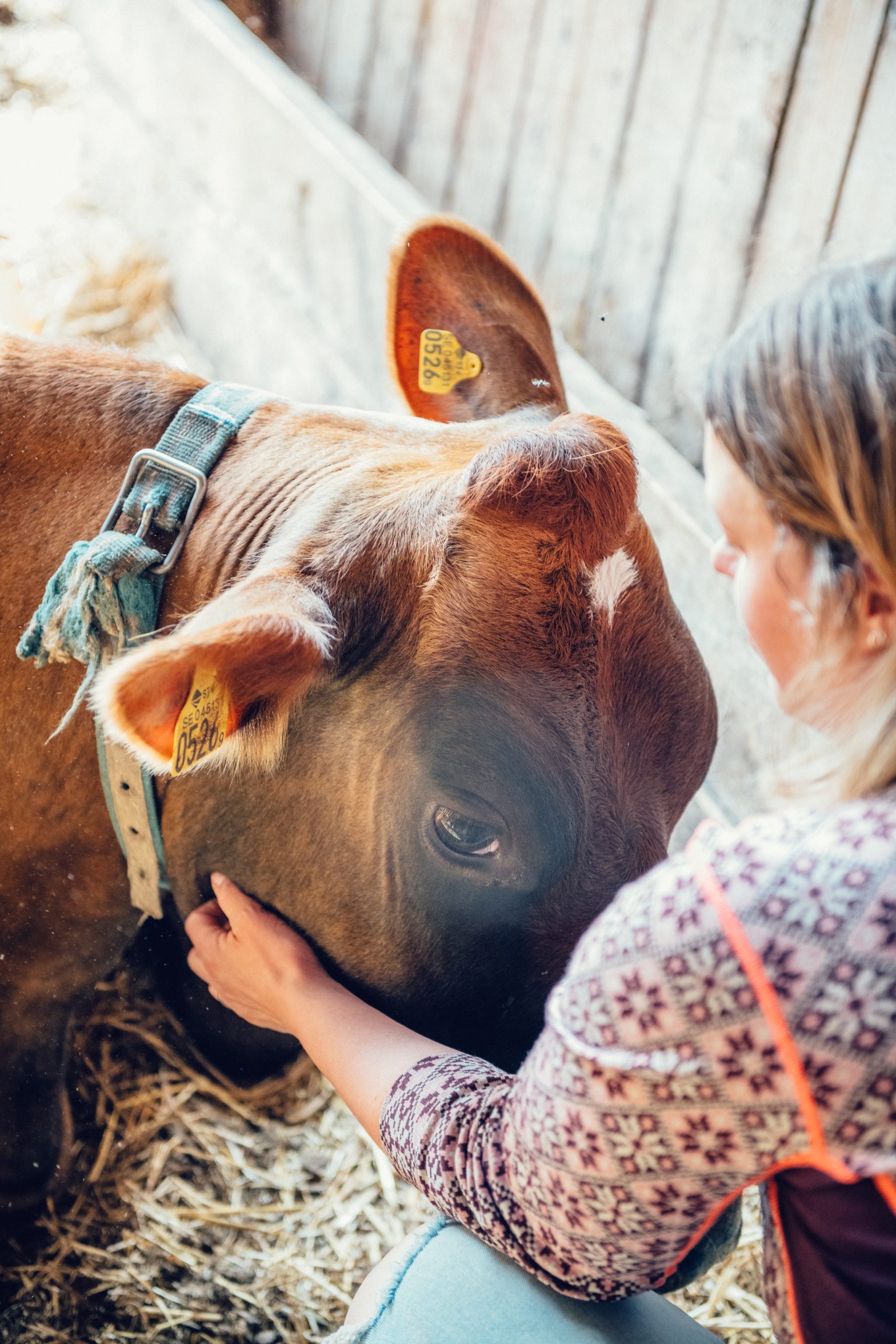 a woman petting a cow