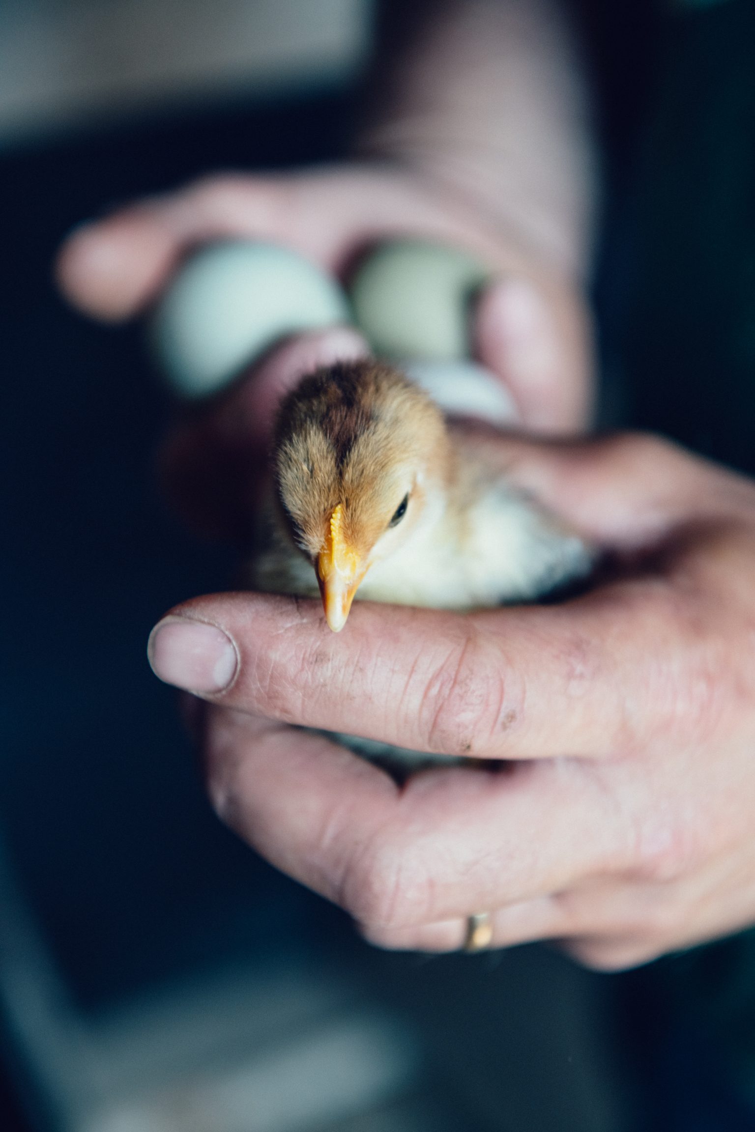a person holding a baby chick