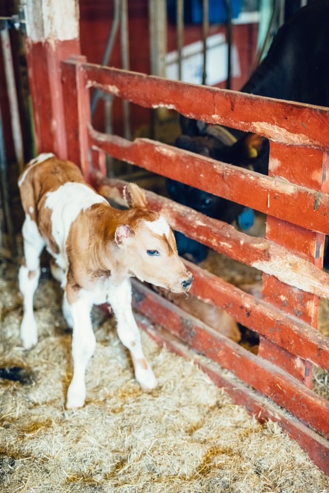 a calf standing in a barn