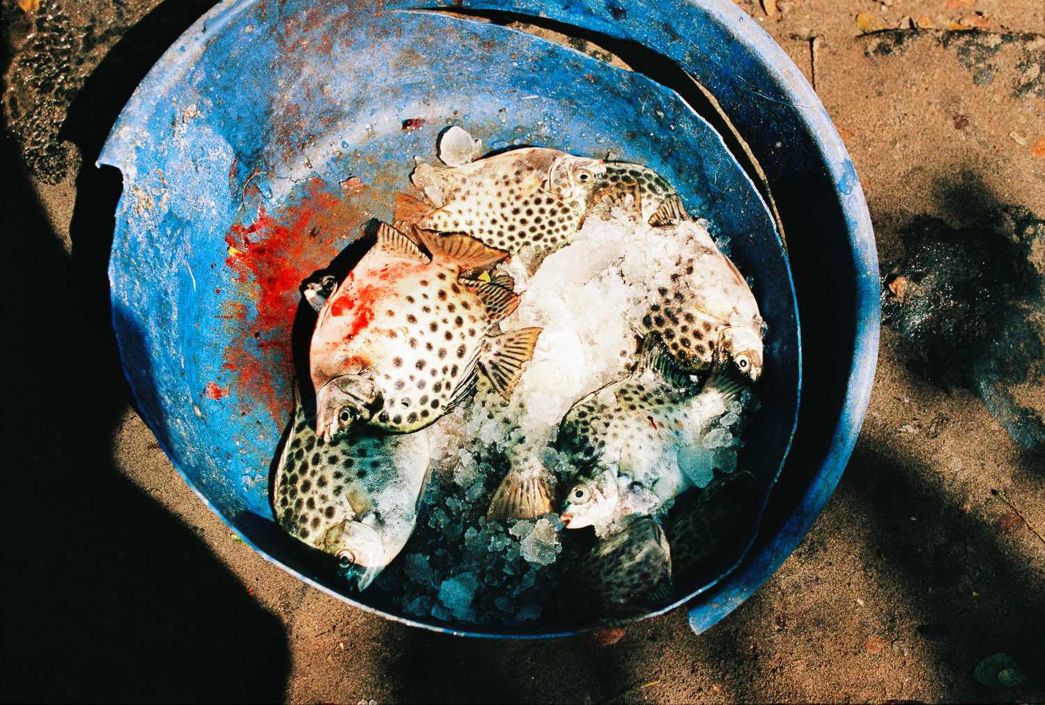 a bucket of fish in it