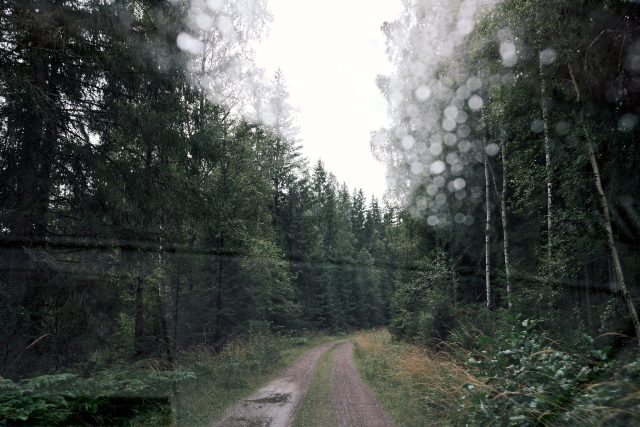 a dirt road through a forest