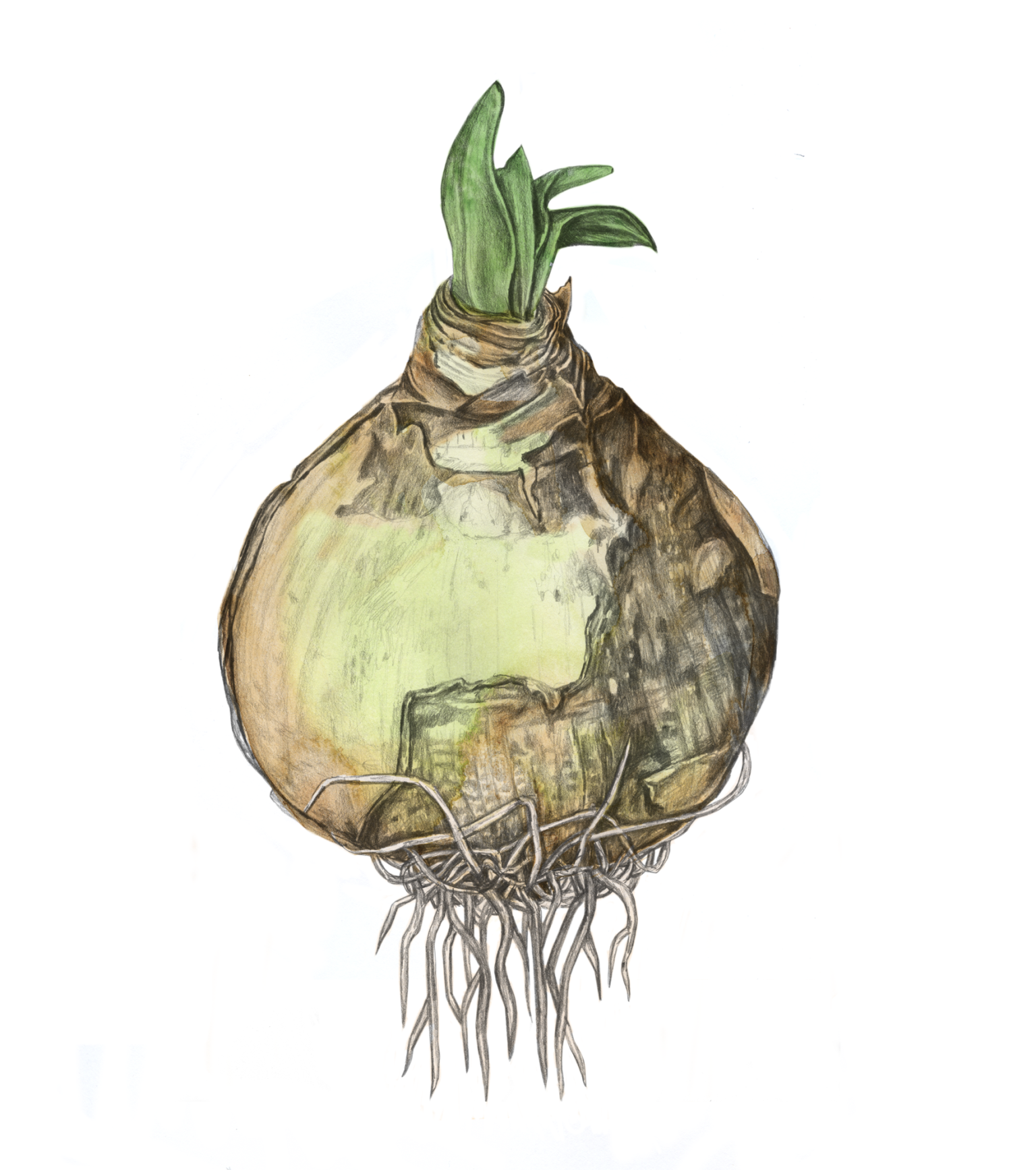 a drawing of a bulb with roots