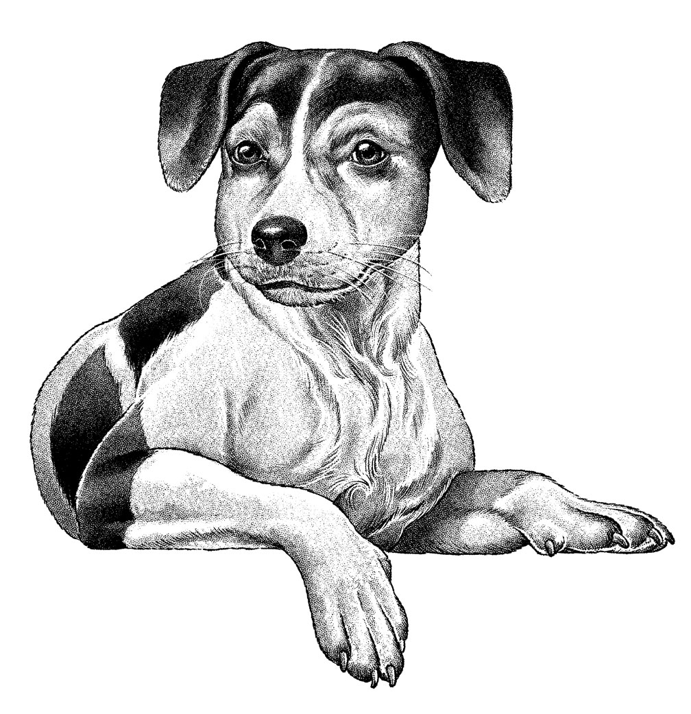 a black and white drawing of a dog