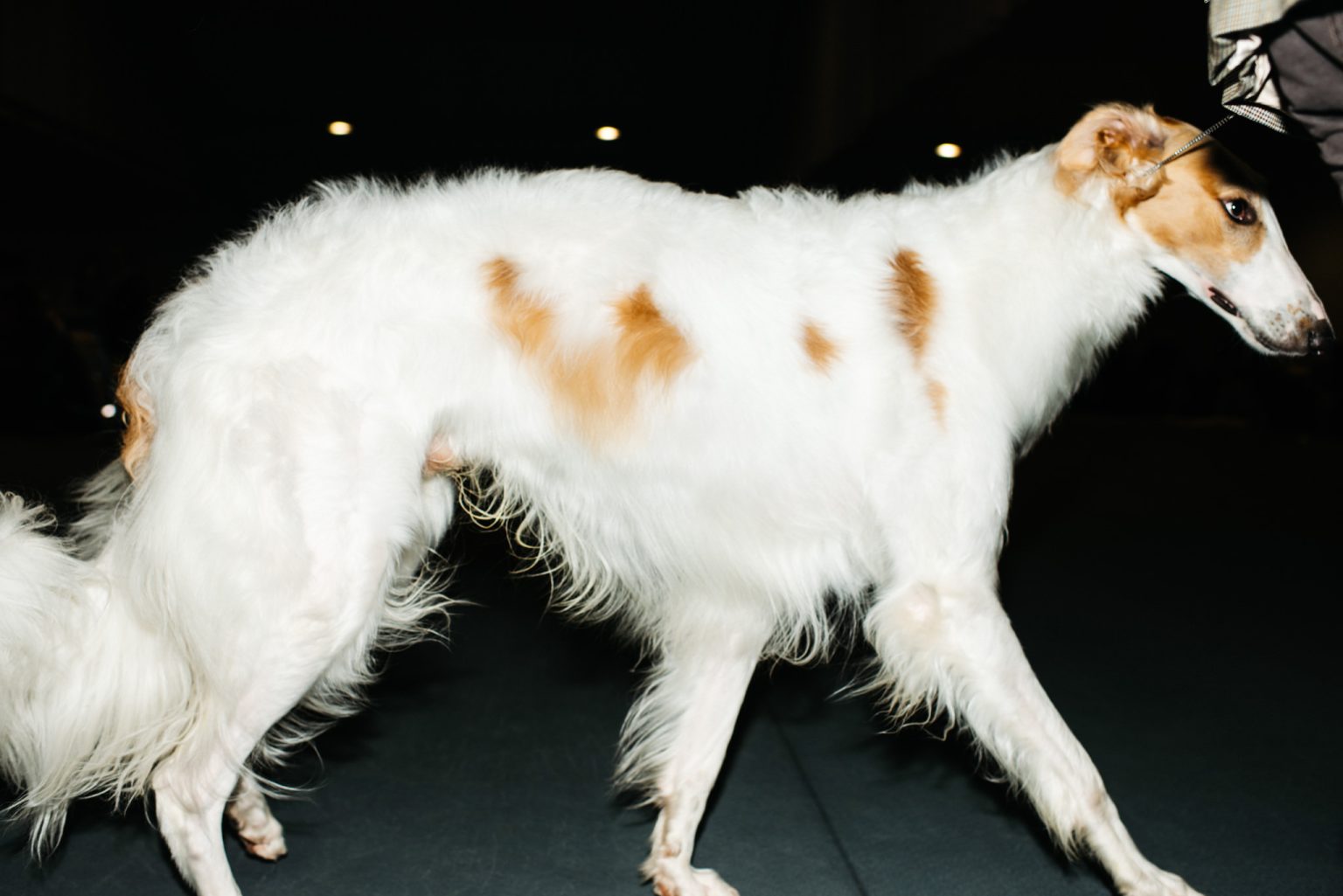 a white and brown dog