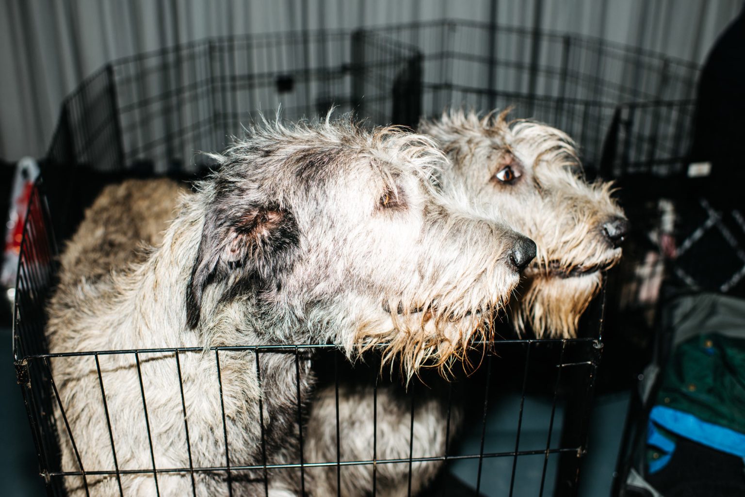 a group of dogs in a cage