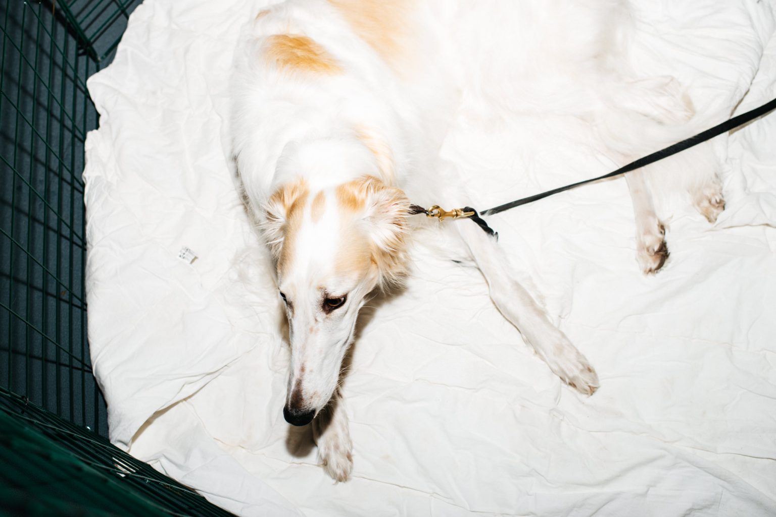 a dog lying on a white blanket