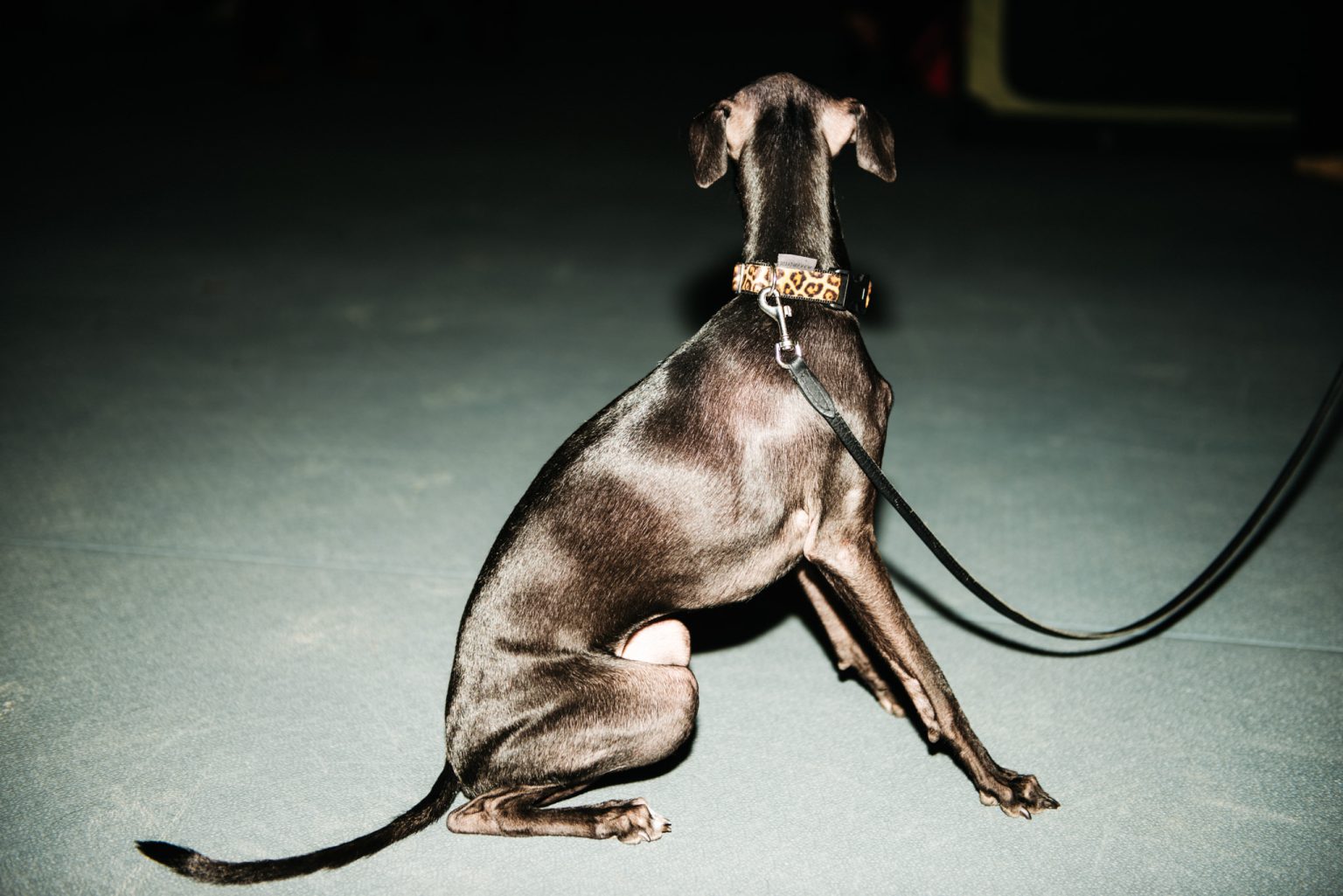 a dog on a leash
