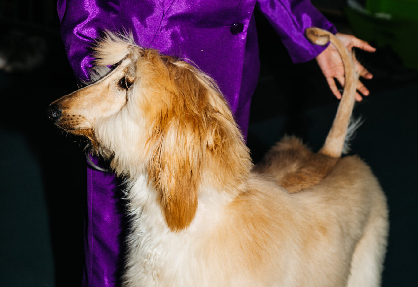 a woman in purple suit with a dog