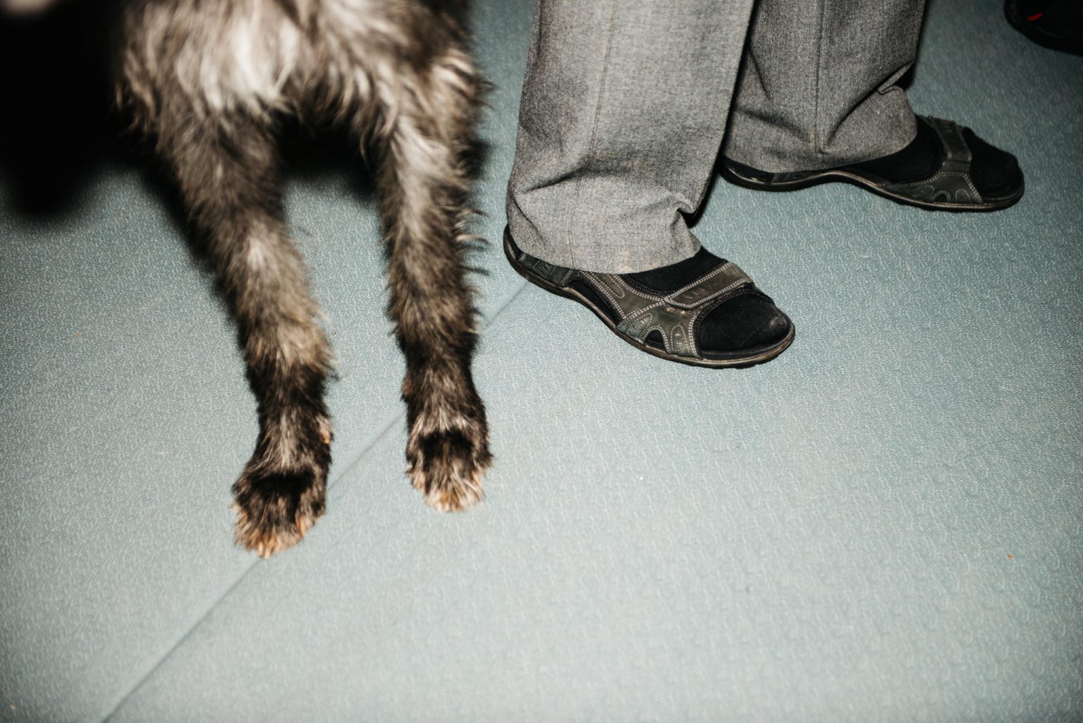 a close up of a dog's legs