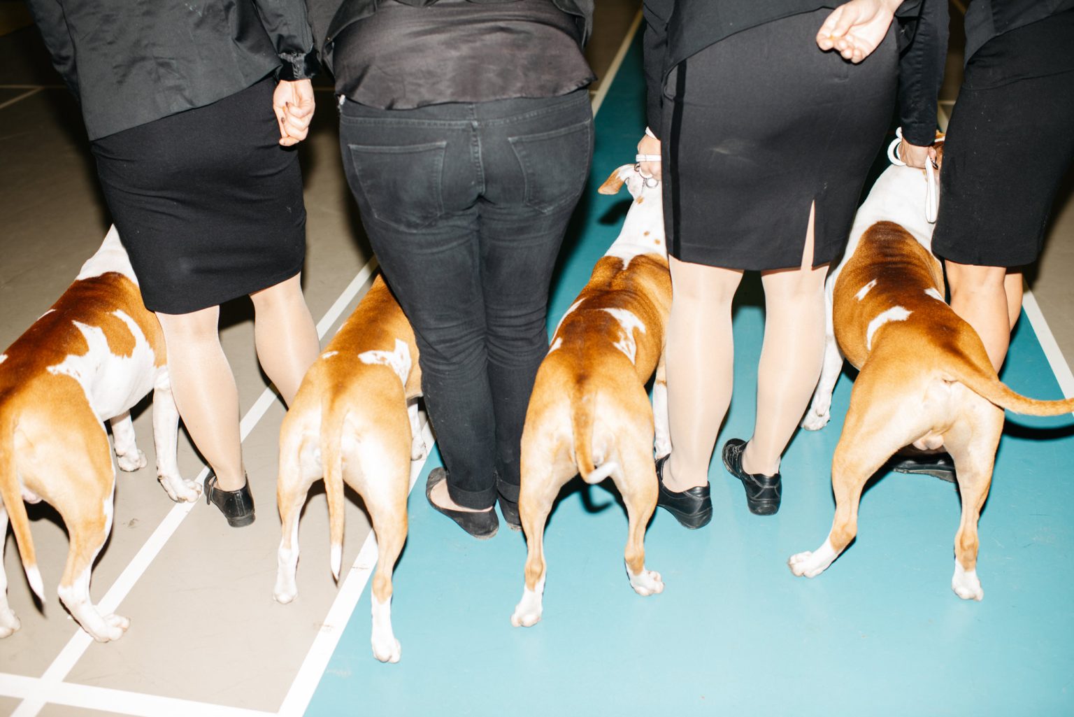 a group of people walking with dogs