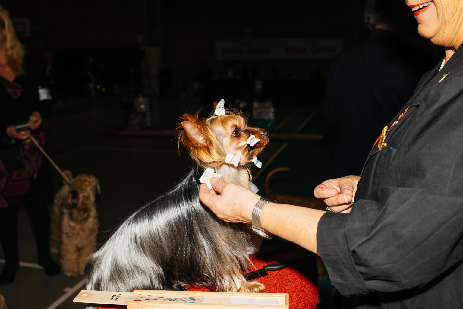 a person holding a dog with bandages on its ears