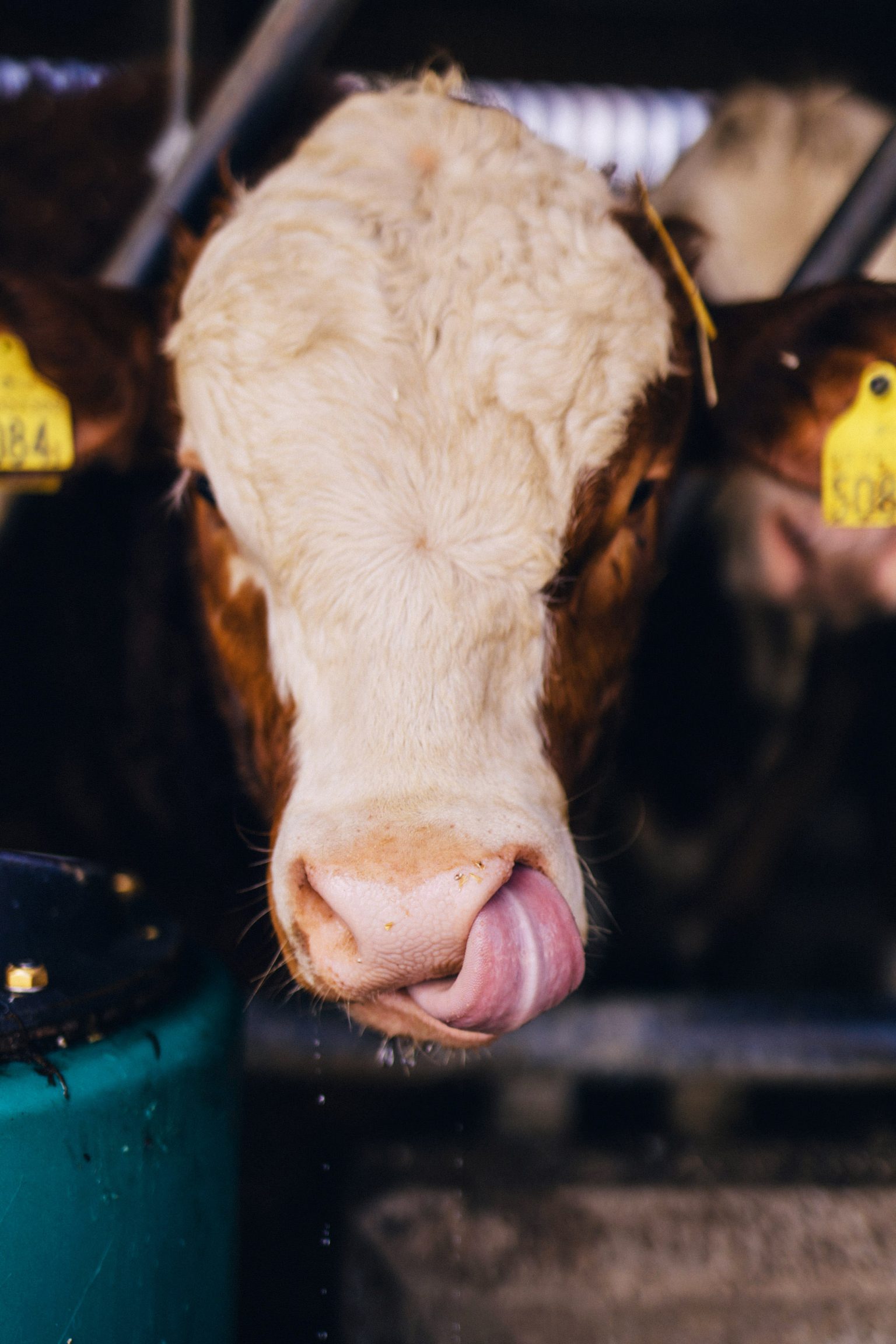 a cow sticking its tongue out