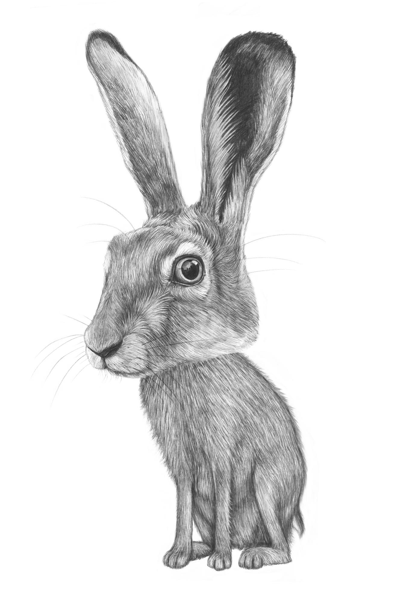 a drawing of a rabbit