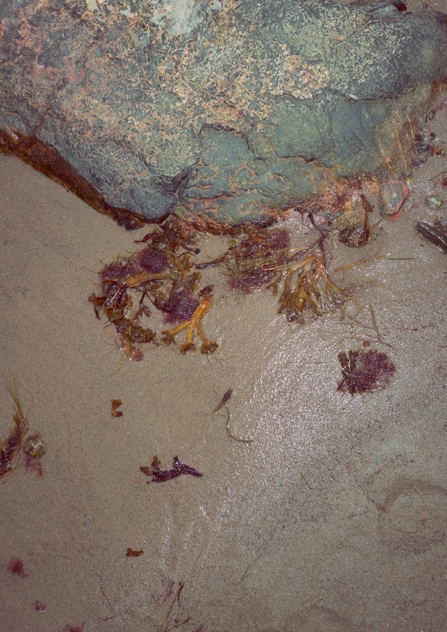 a rock and seaweed on the beach