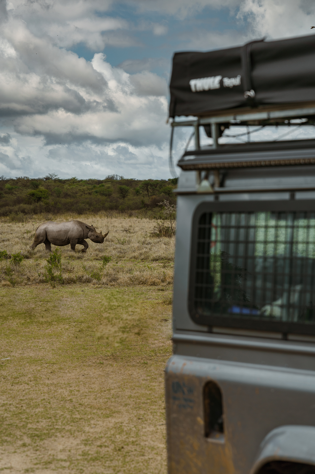 a rhino walking in a field