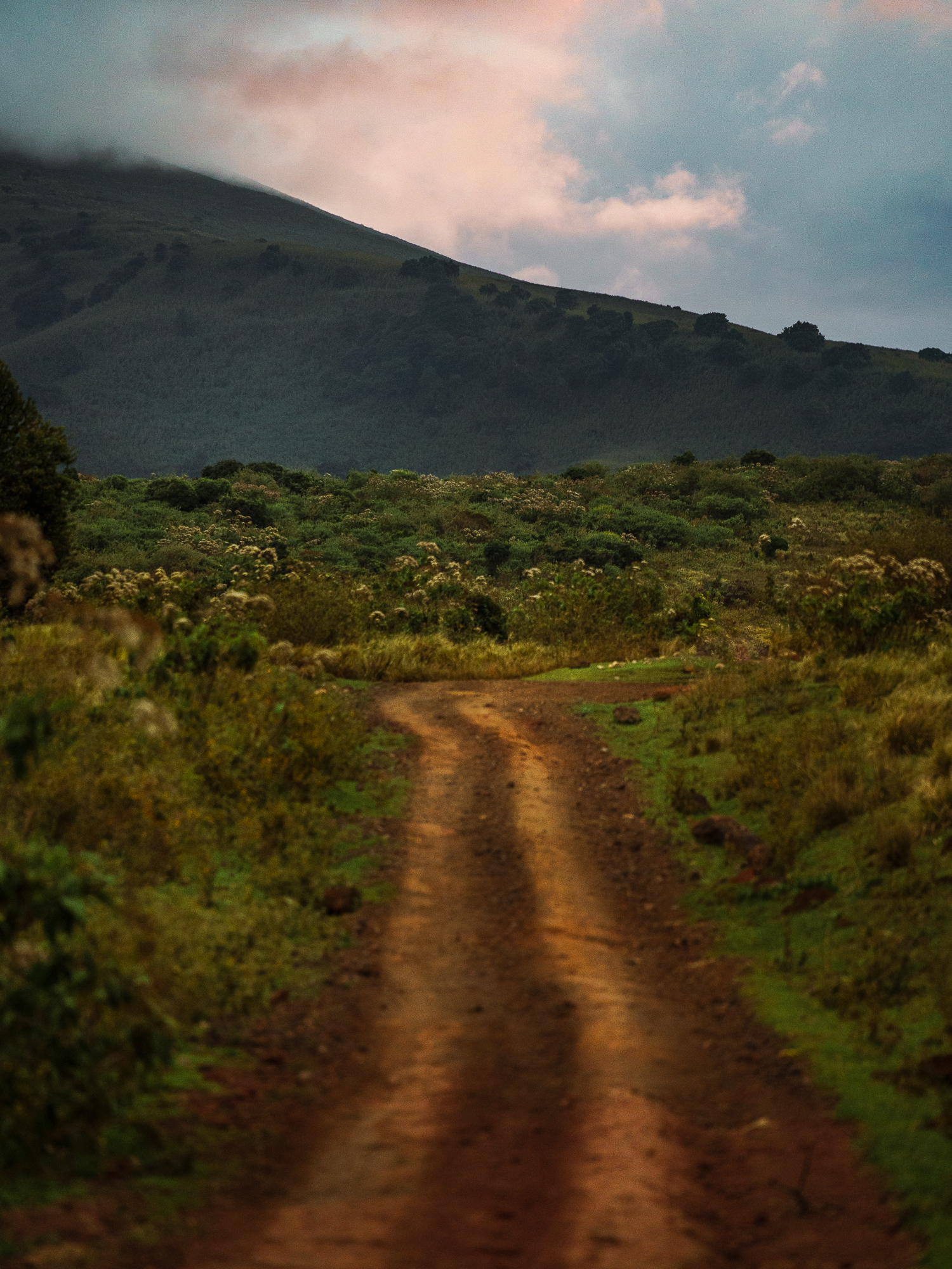 a dirt road through a grassy area