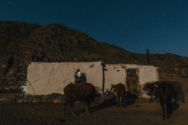 a group of cows outside a building