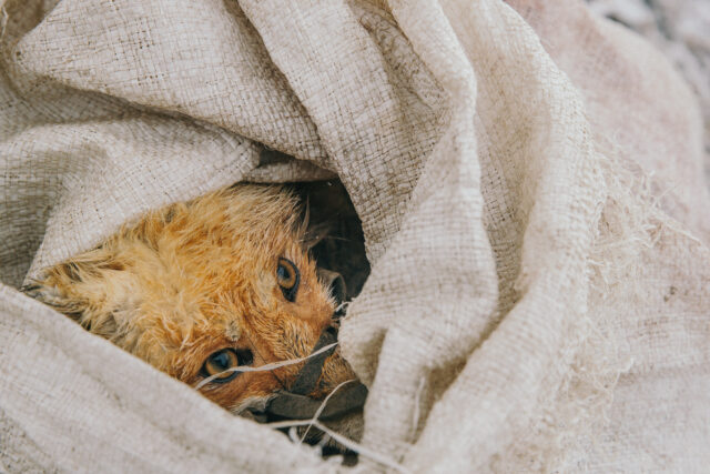 a fox wrapped in a blanket