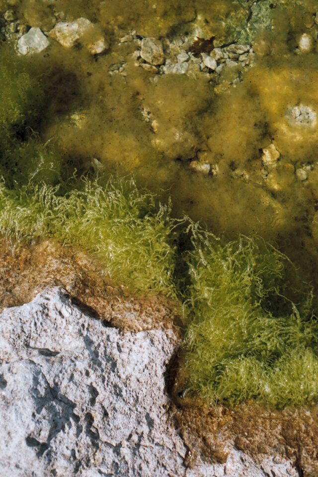 a rock and algae on the water