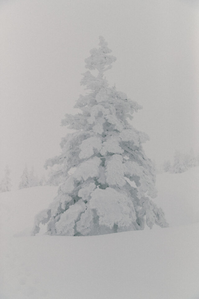 a tree covered in snow