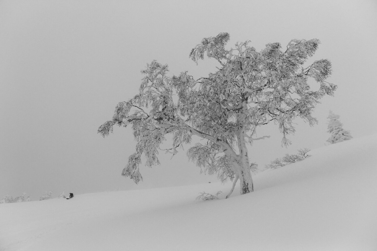 a tree in the snow