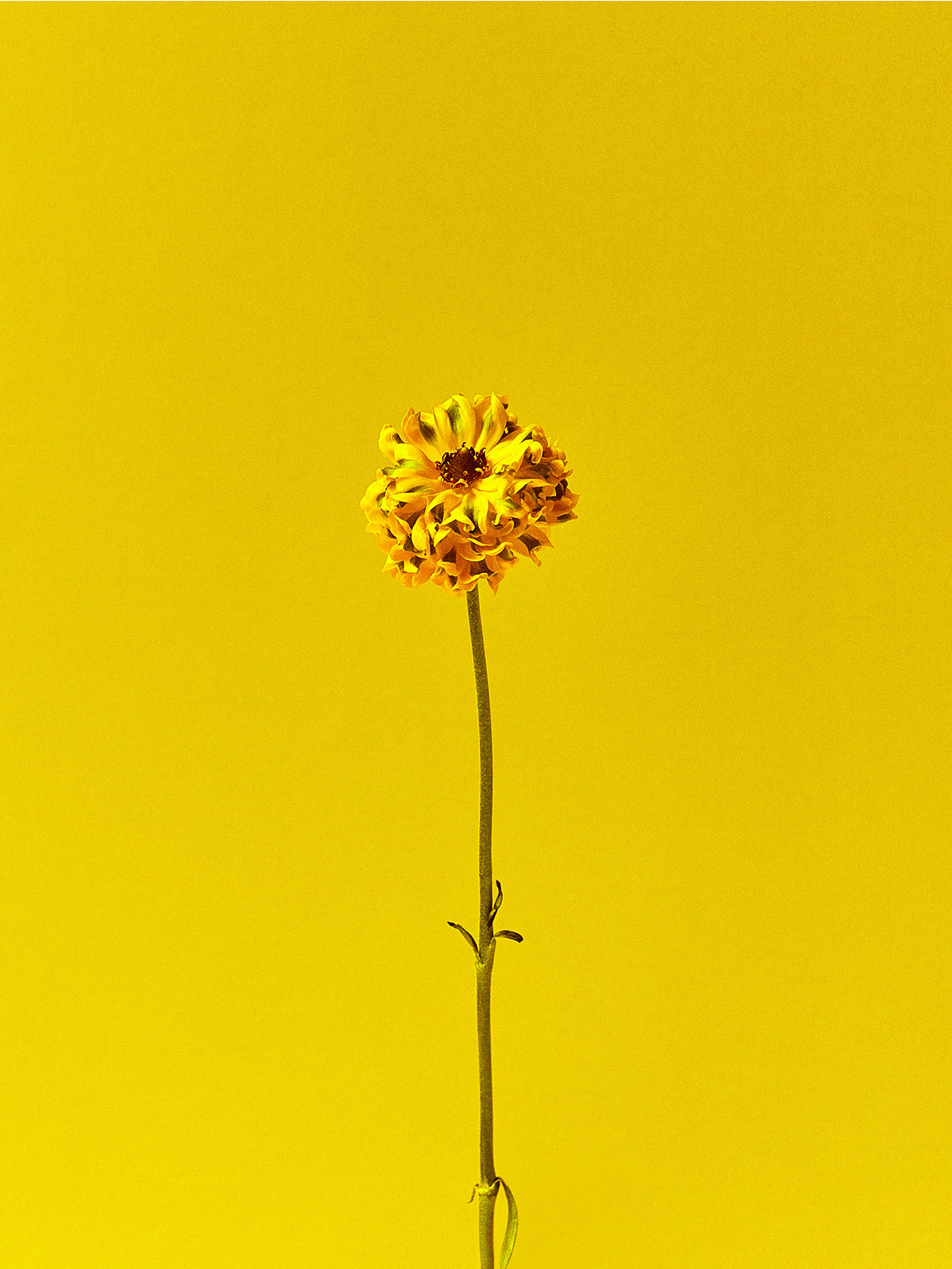 a yellow flower on a stem