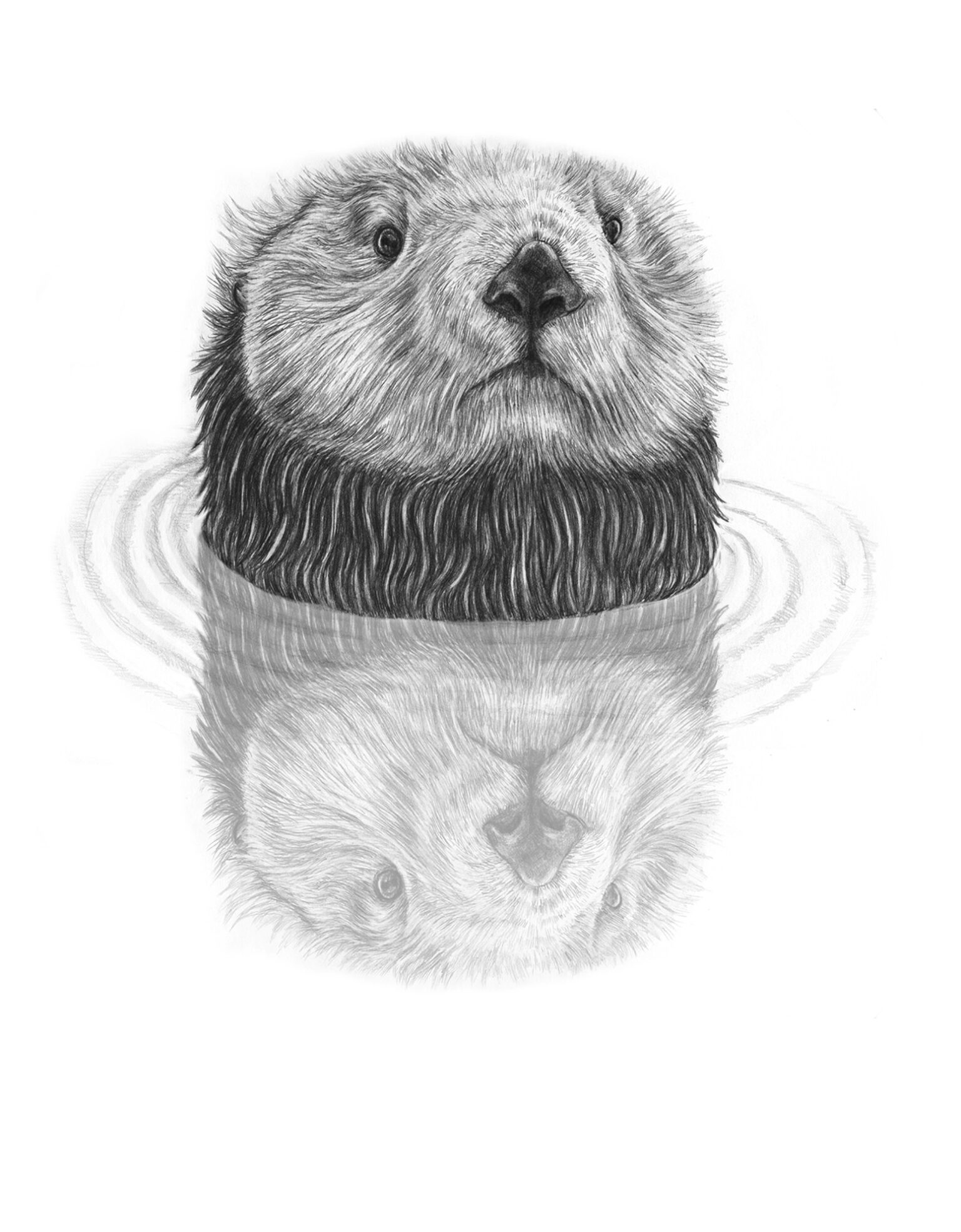 a drawing of a beaver's head in water