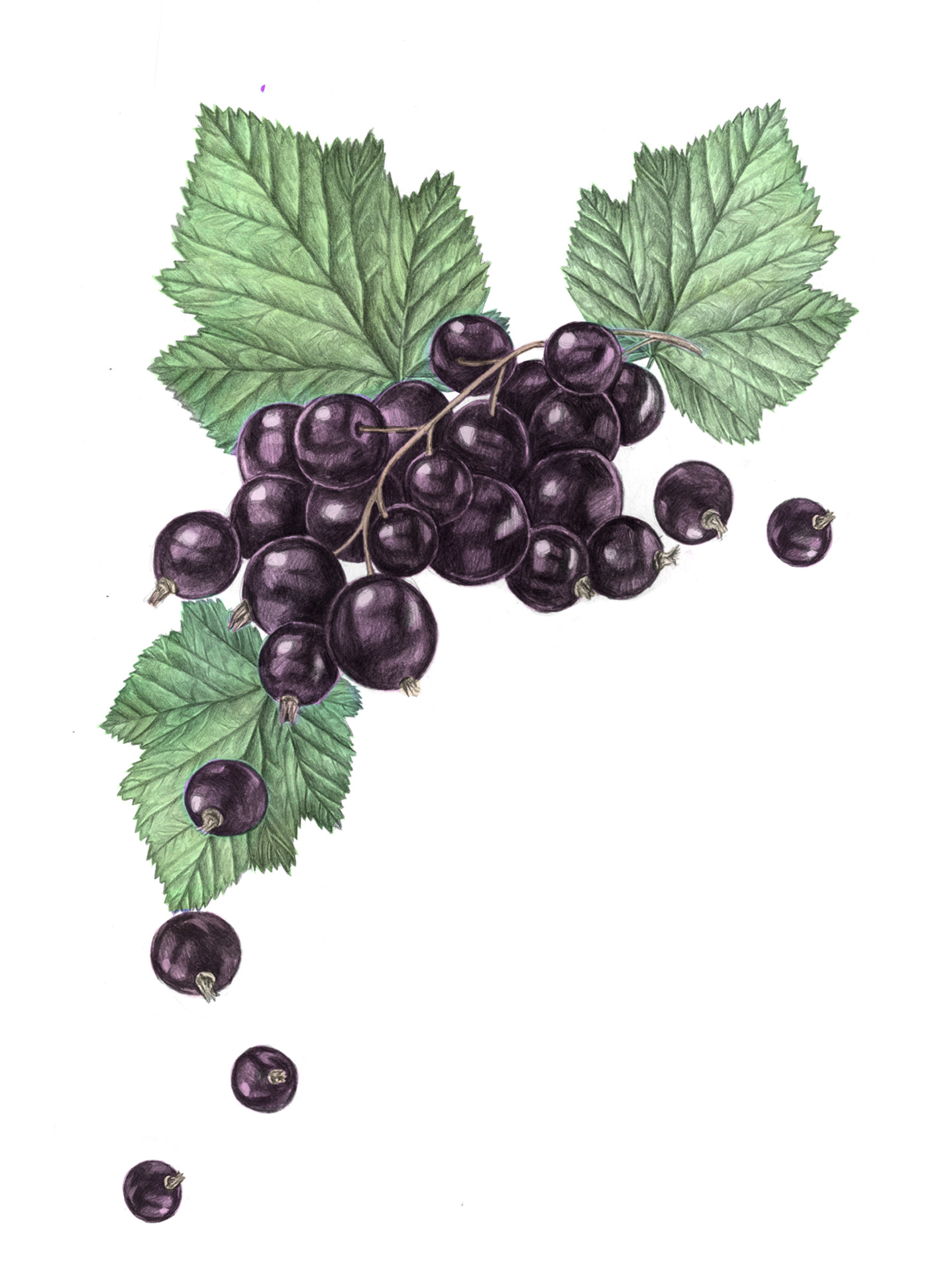 a drawing of black currants with leaves