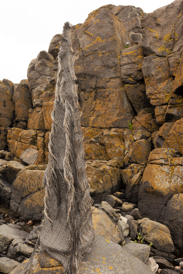 a tree with a rope wrapped around it