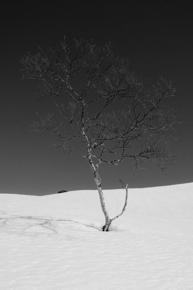 a tree in the snow