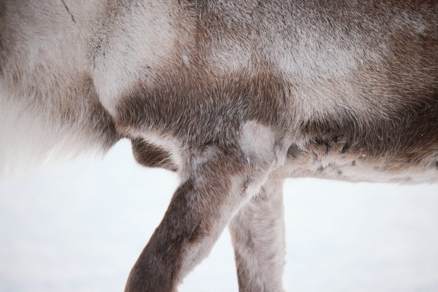 a close up of a dog's leg