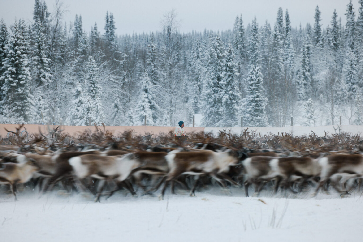 a group of deer in the snow