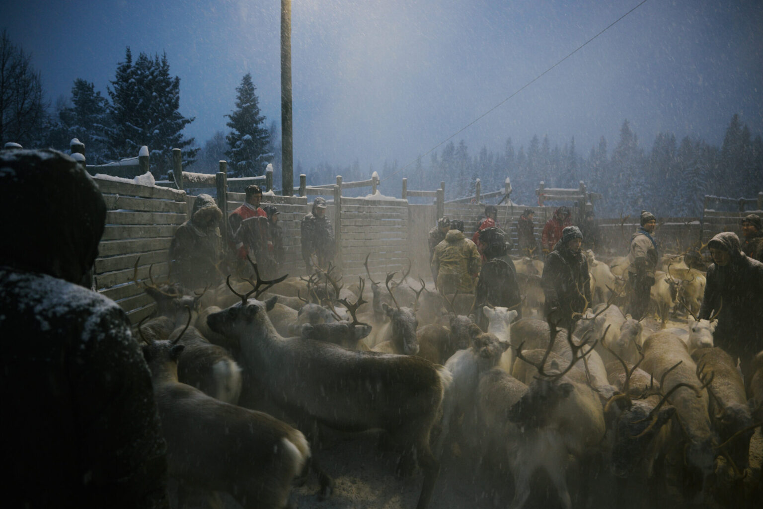 a group of people standing around a herd of reindeer